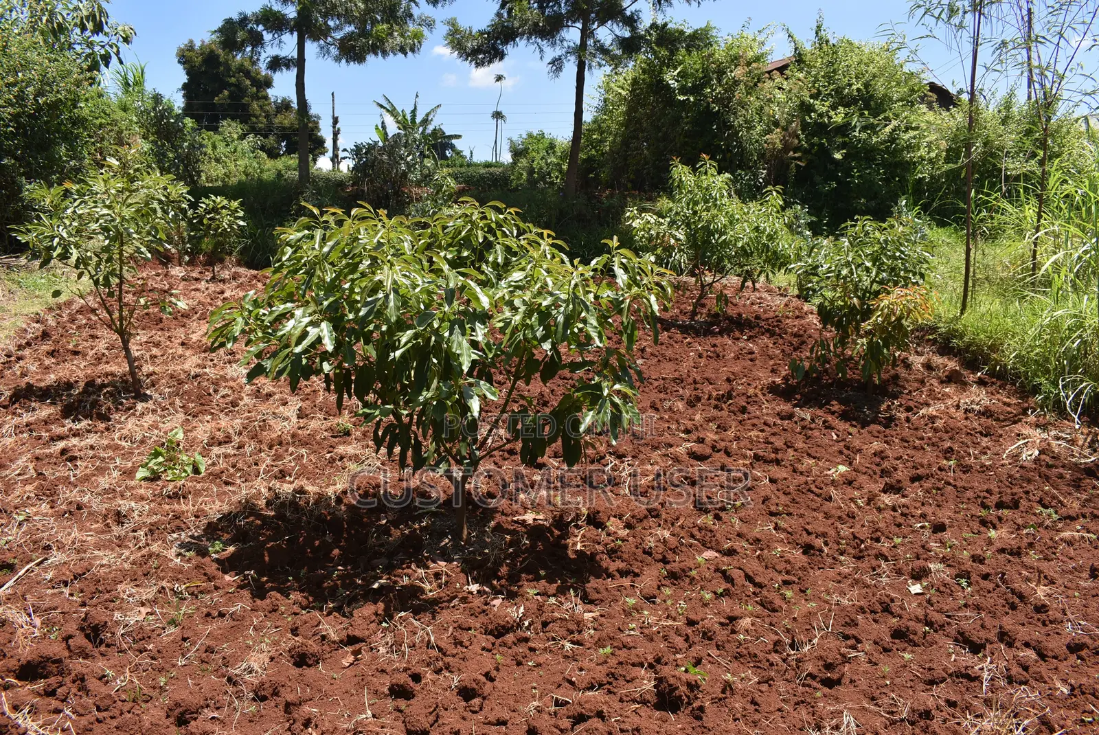 1/4 Acre Plot for Sale