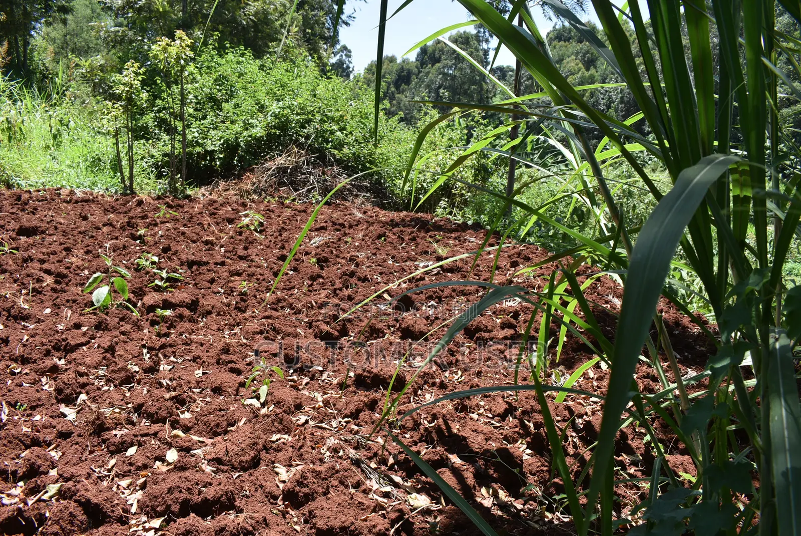 1/4 Acre Plot for Sale