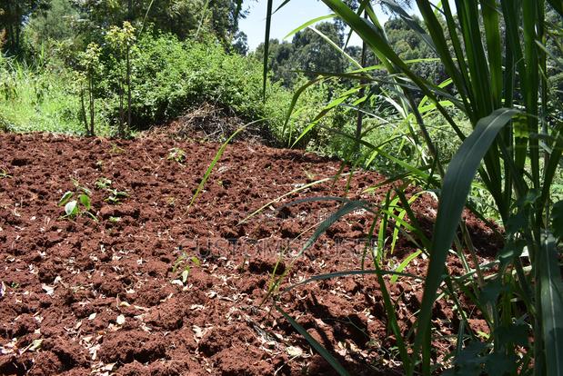 1/4 Acre Plot for Sale - thumbnail 14