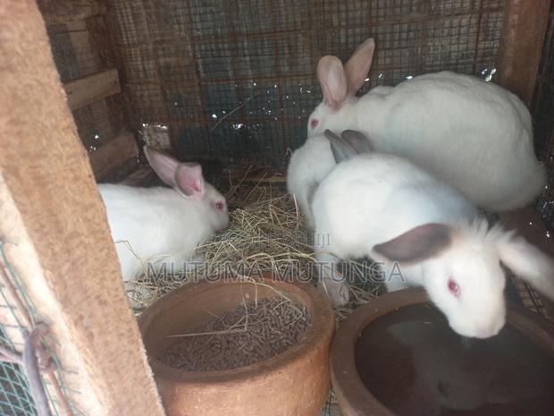Rabbits on Sales Both Bunnies and Mature Ones
