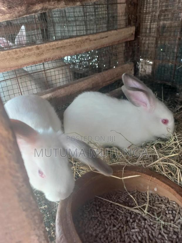 Rabbits on Sales Both Bunnies and Mature Ones - thumbnail 3