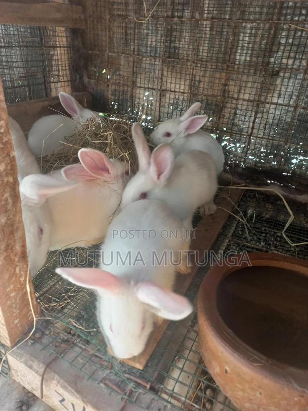 Rabbits on Sales Both Bunnies and Mature Ones - thumbnail 2