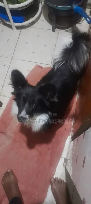 6-12 months Male Purebred Japanese Spitz