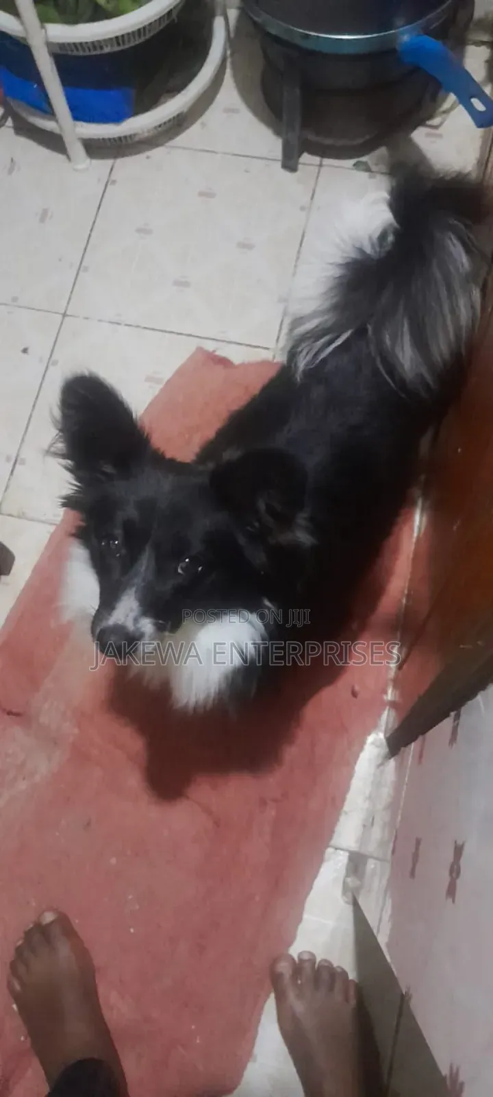 6-12 months Male Purebred Japanese Spitz