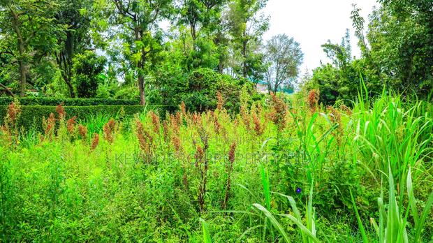 Prime Commercial Plot for Sale in Kikuyu, Thogoto - thumbnail 11