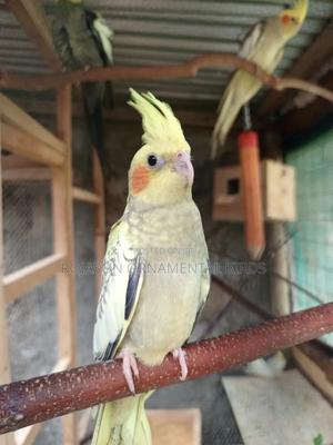 Friendly Cockatiels - main view