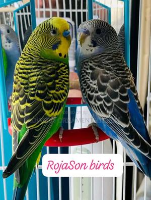 Budgies Birds - thumbnail 2
