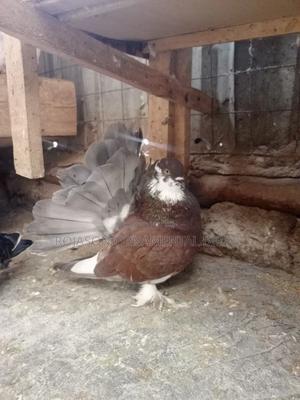 Fantails Pigeons - thumbnail 2