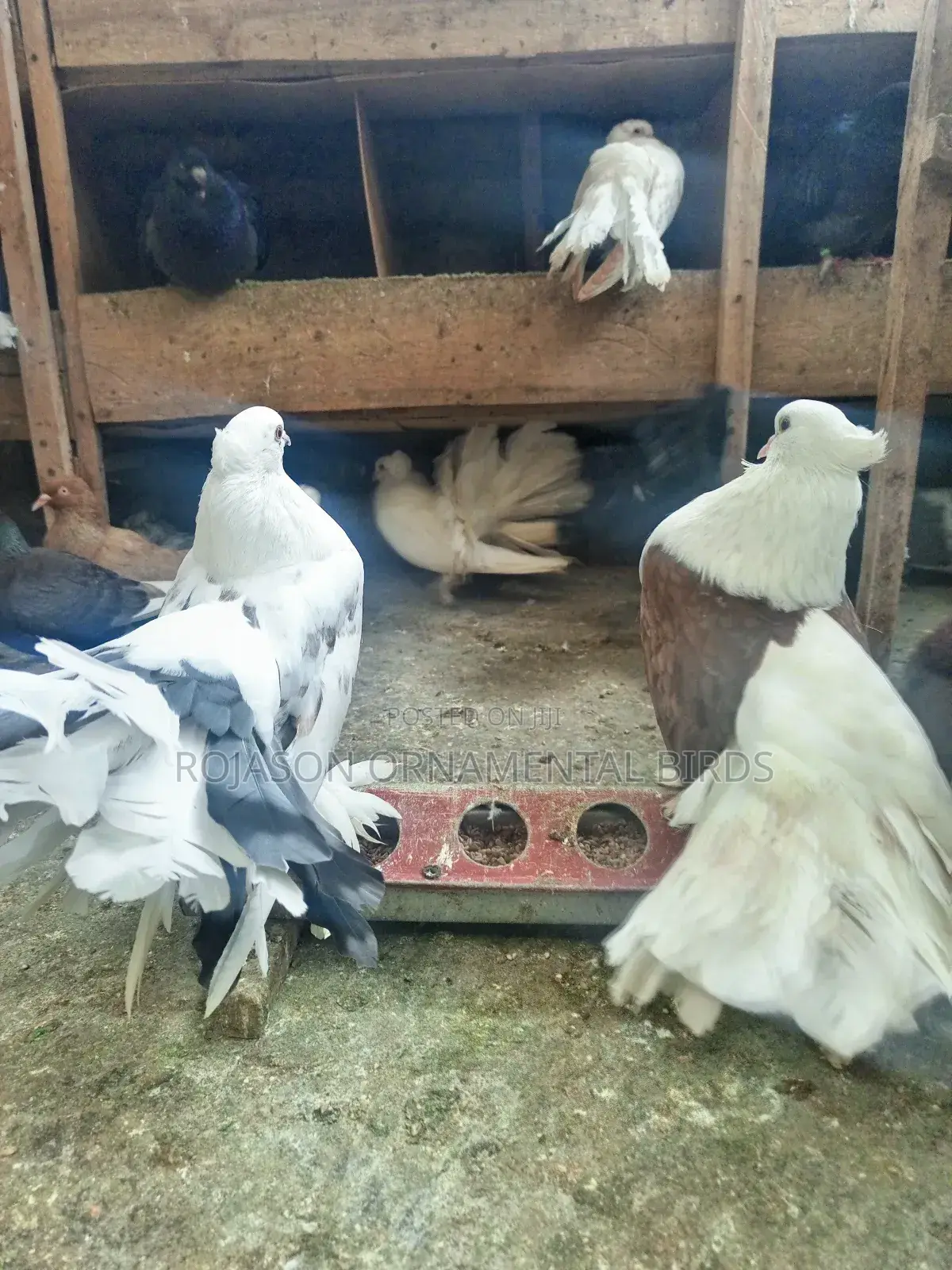 Fantails Pigeons