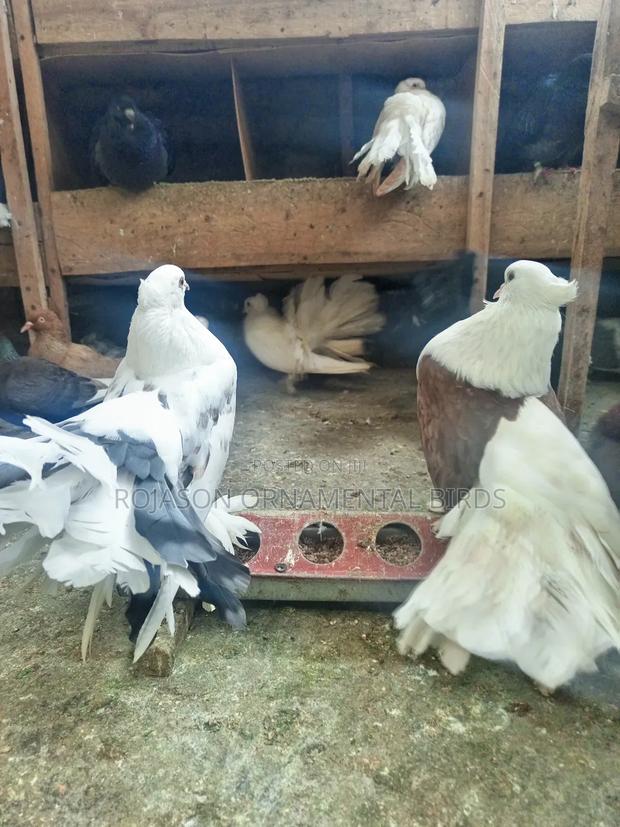 Fantails Pigeons - thumbnail 3