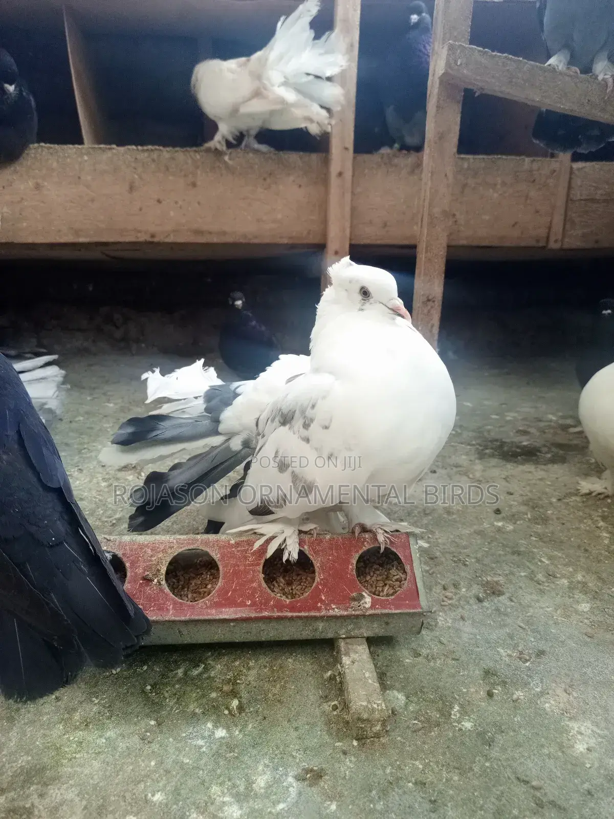 Fantails Pigeons
