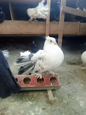Fantails Pigeons