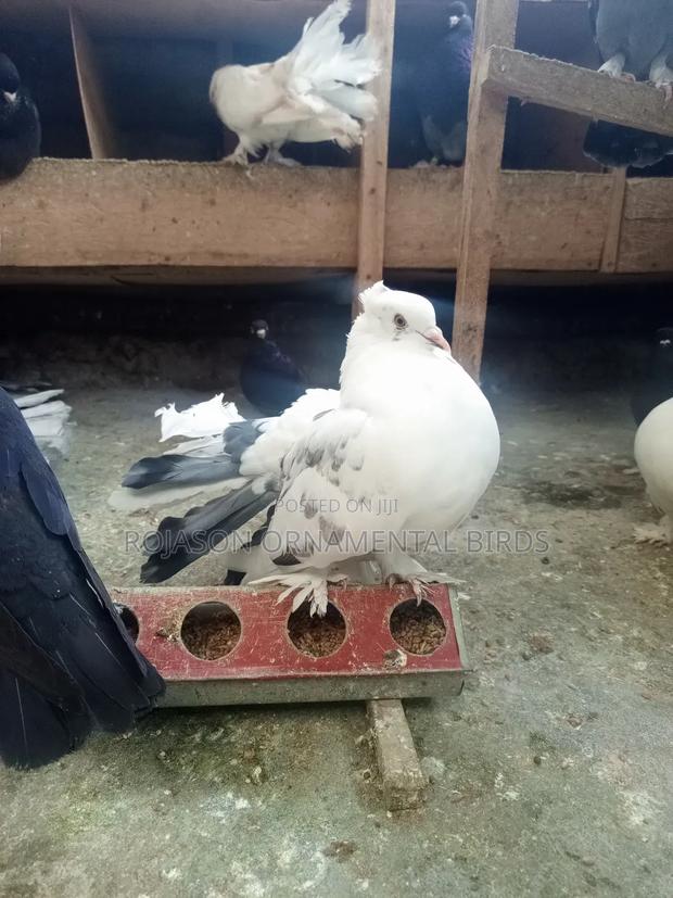 Fantails Pigeons - thumbnail 4