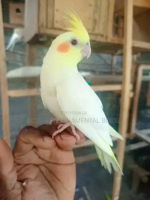Hand Raised Cockatiels