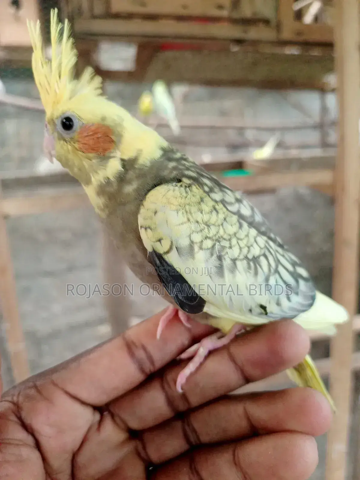 Hand Raised Cockatiels
