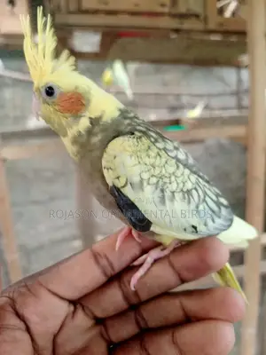 Hand Raised Cockatiels