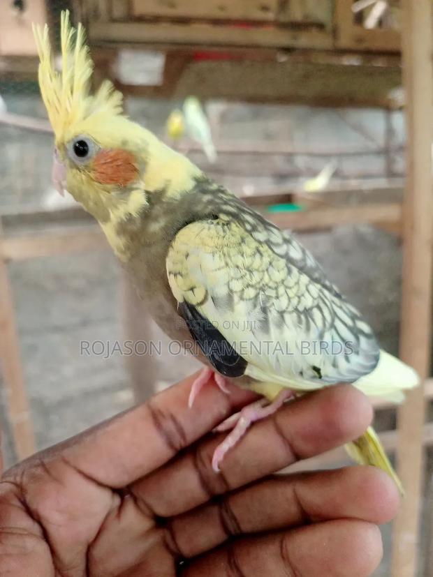 Hand Raised Cockatiels - thumbnail 2