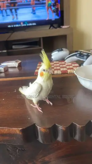 Hand Raised Cockatiels