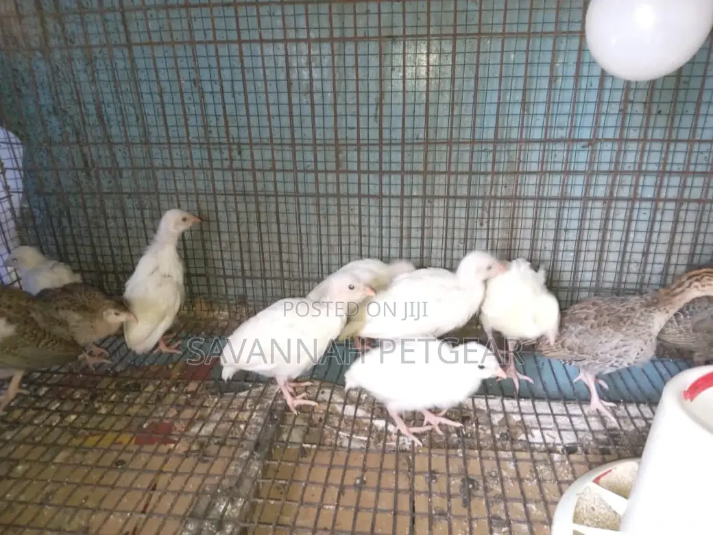 White Kanga Keets Available