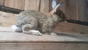 Palominos, Giants, Chinchillas, California New Zealand White