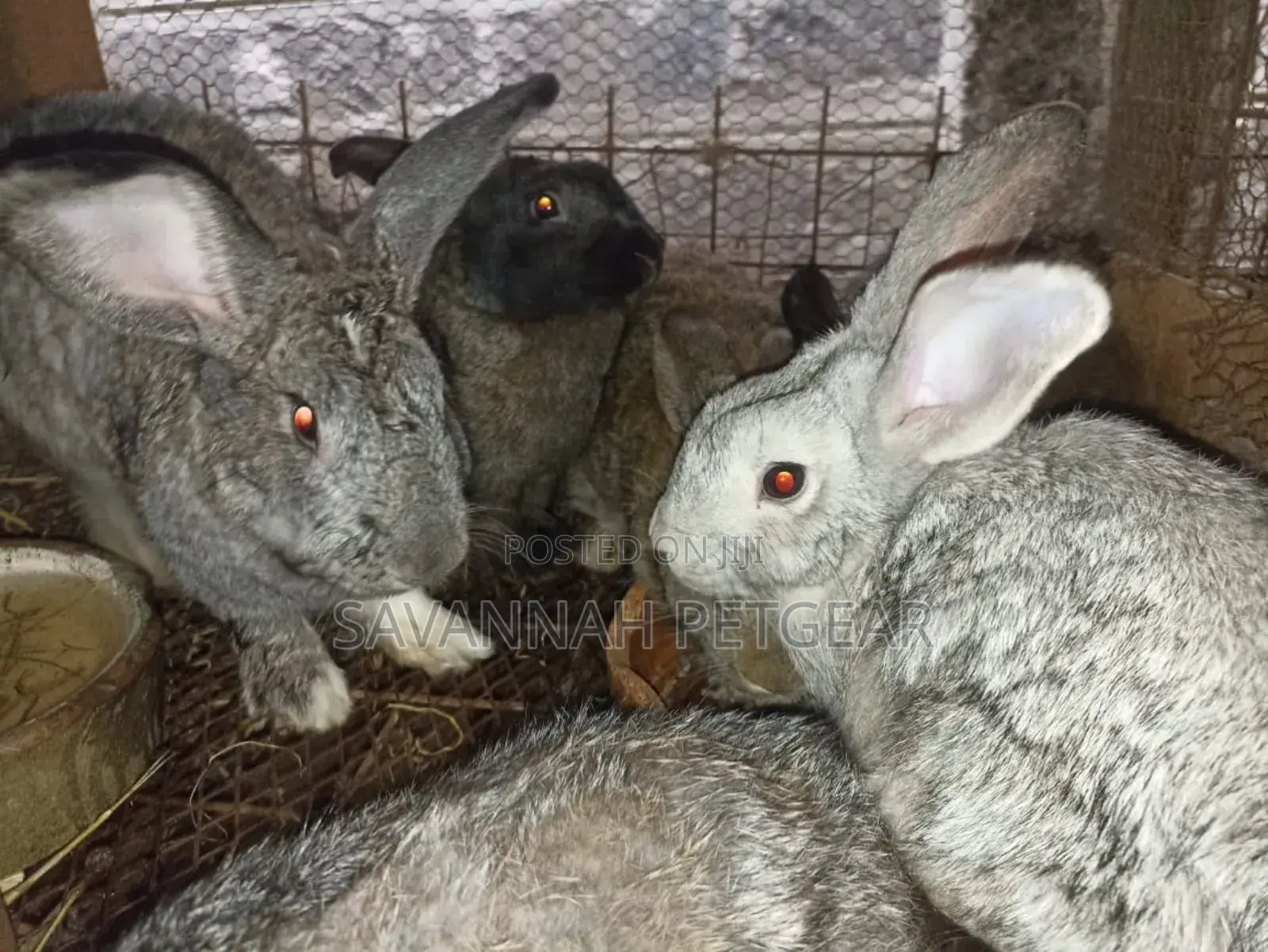 Palominos, Giants, Chinchillas, California New Zealand White