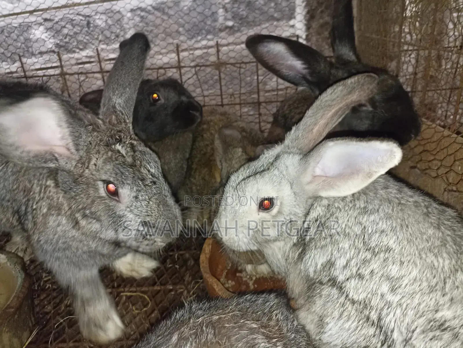 Palominos, Giants, Chinchillas, California New Zealand White