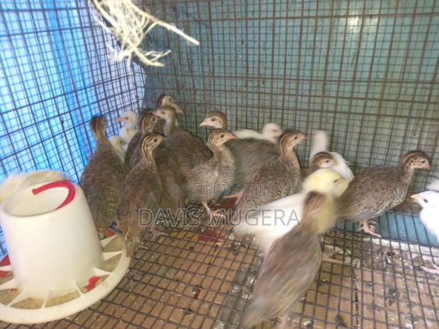 Guinea Fowls Keets - 4 Weeks Old - main view