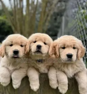 1-3 months Male Purebred Golden Retriever