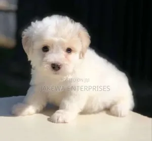 1-3 months Male Purebred Havanese