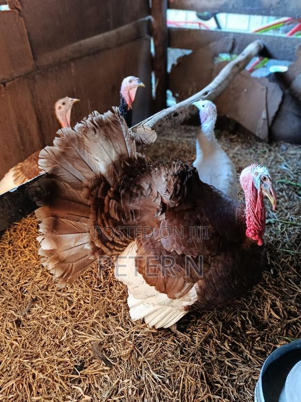 Red Bourbon Turkey at 10,000 - main view