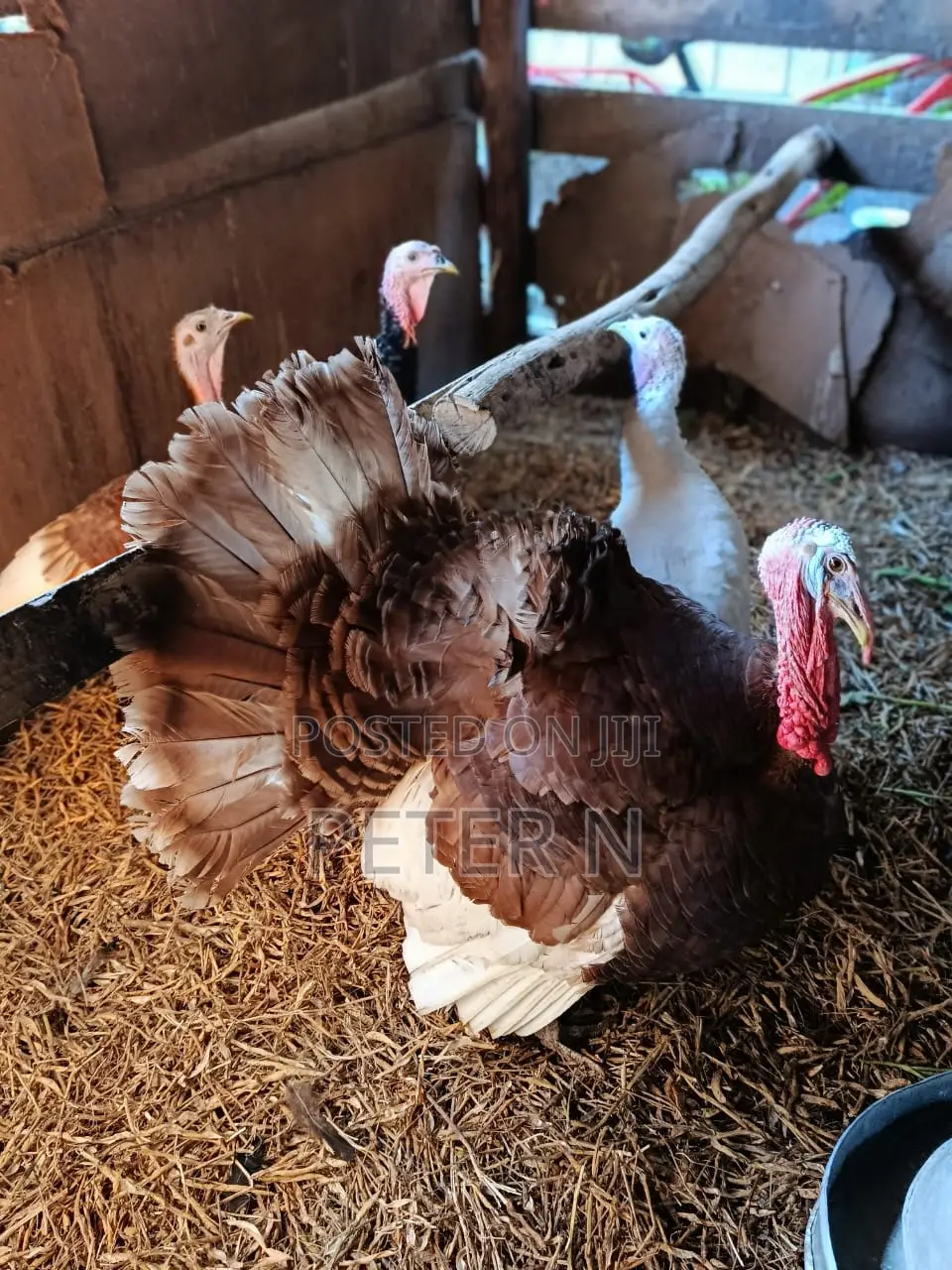 Red Bourbon Turkey at 10,000