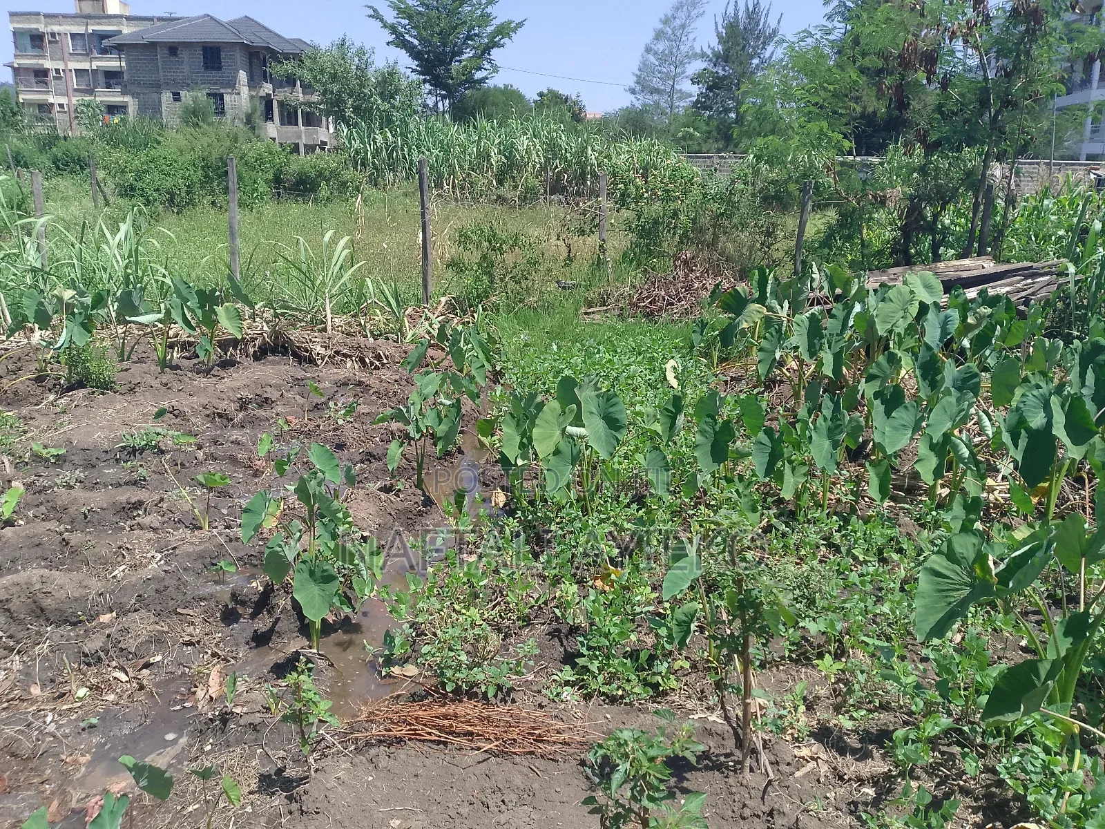 1/8 Acre Land for Sale Ideal for Rental Apartments.