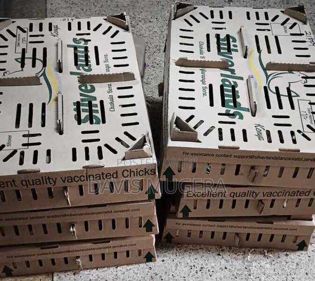 Original F1 Sasso Day Old Chicks Silverlands Tanzania- 100pc - main view