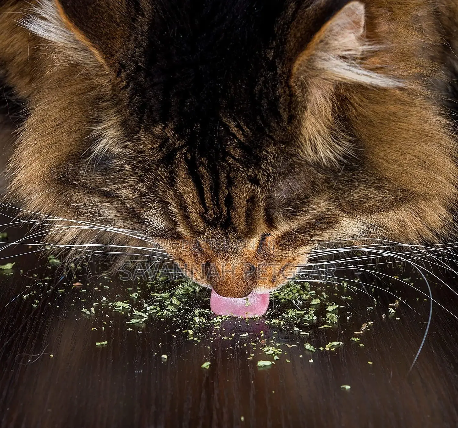 Premium Quality Natural Catnip Cat Treat, Snack Toy for Cats