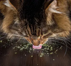 Premium Quality Natural Catnip Cat Treat, Snack Toy for Cats