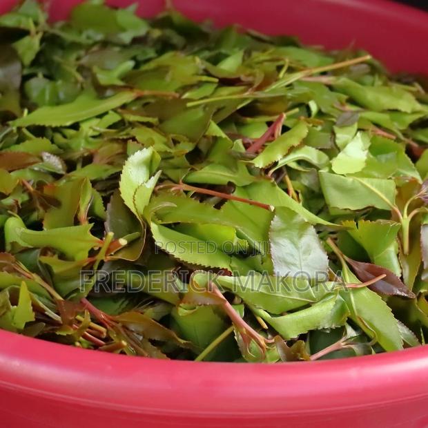 Fresh High-Quality Muguka/Khat | Fast Delivery Available - thumbnail 2
