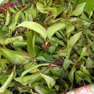 Fresh High-Quality Muguka/Khat | Fast Delivery Available