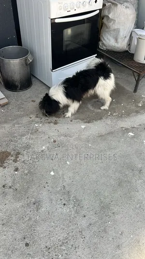 6-12 months Male Purebred Japanese Spitz