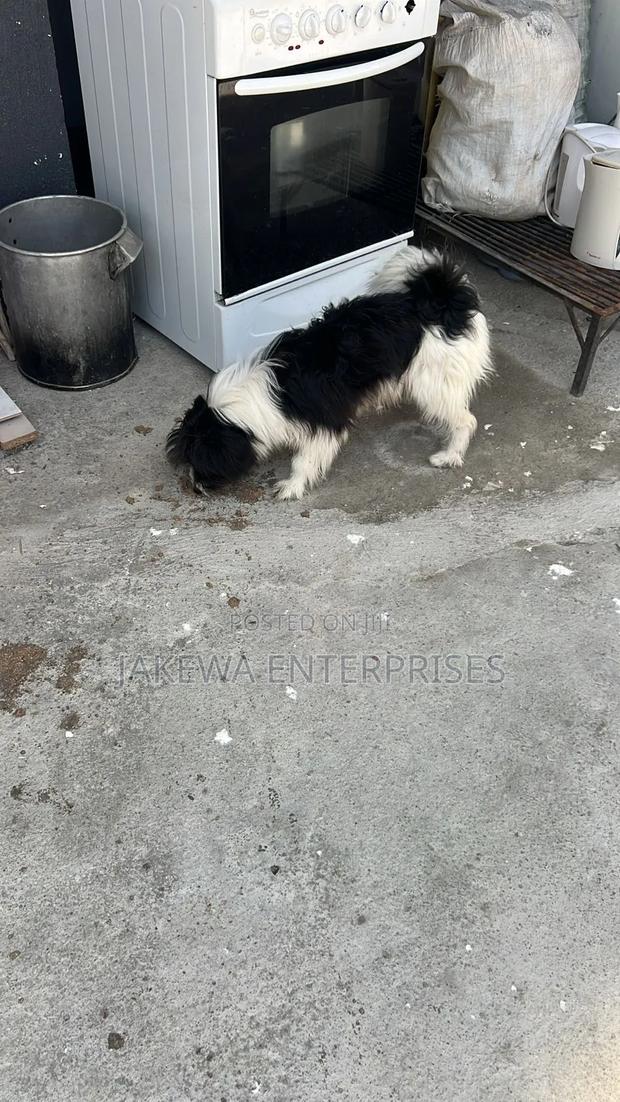 6-12 months Male Purebred Japanese Spitz - thumbnail 2