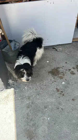 6-12 months Male Purebred Japanese Spitz