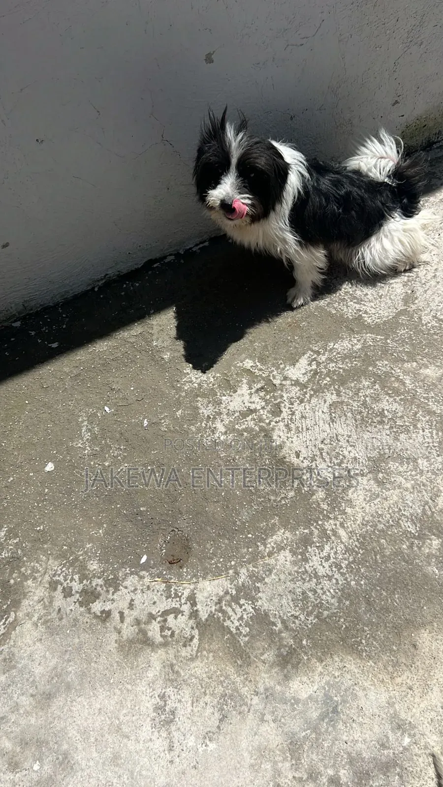 6-12 months Male Purebred Japanese Spitz