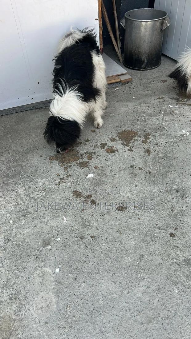 6-12 months Male Purebred Japanese Spitz - thumbnail 5