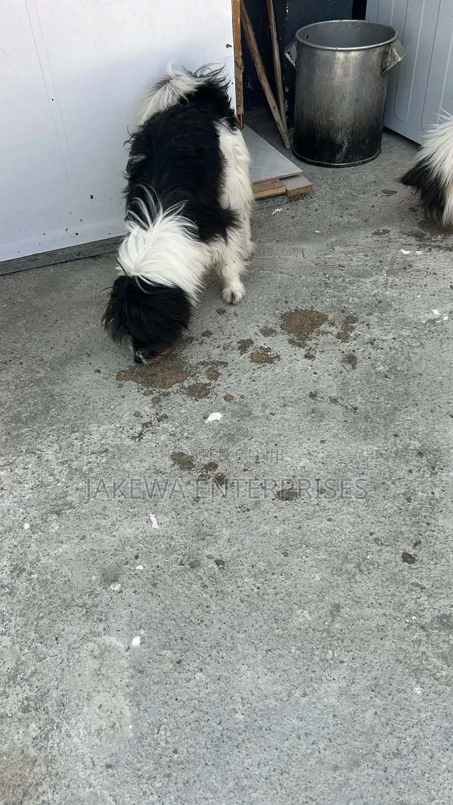 6-12 months Male Purebred Japanese Spitz