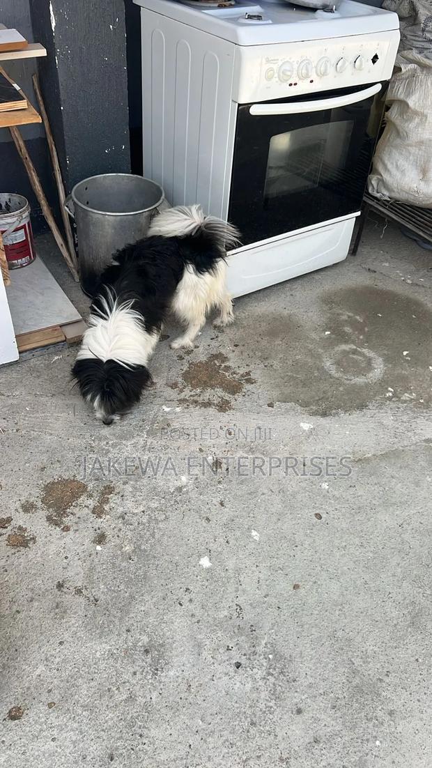 6-12 months Male Purebred Japanese Spitz - thumbnail 6