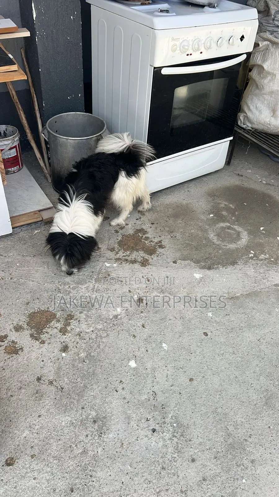 6-12 months Male Purebred Japanese Spitz