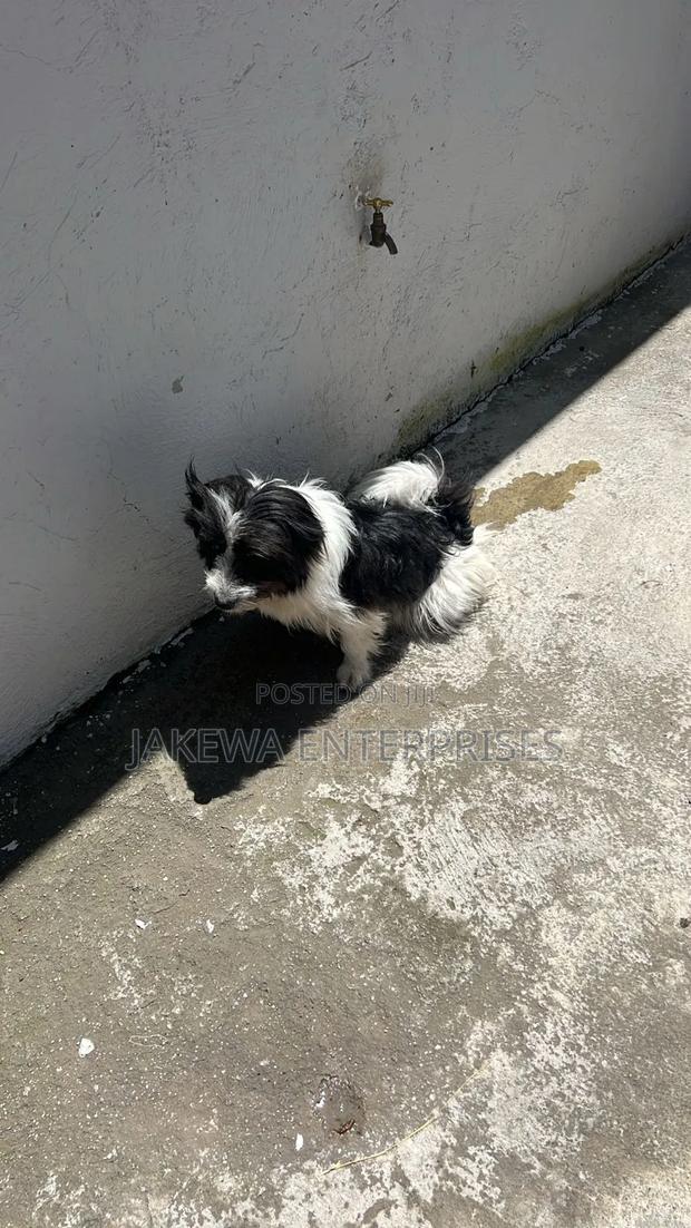 6-12 months Male Purebred Japanese Spitz