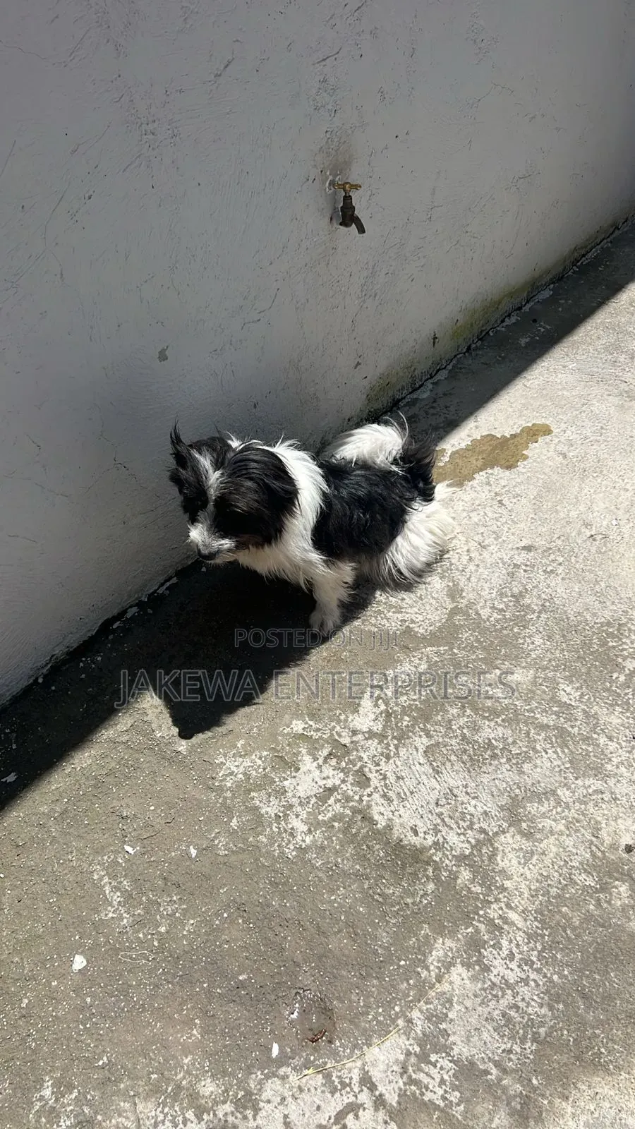 6-12 months Male Purebred Japanese Spitz