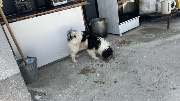 6-12 months Male Purebred Japanese Spitz - thumbnail 7