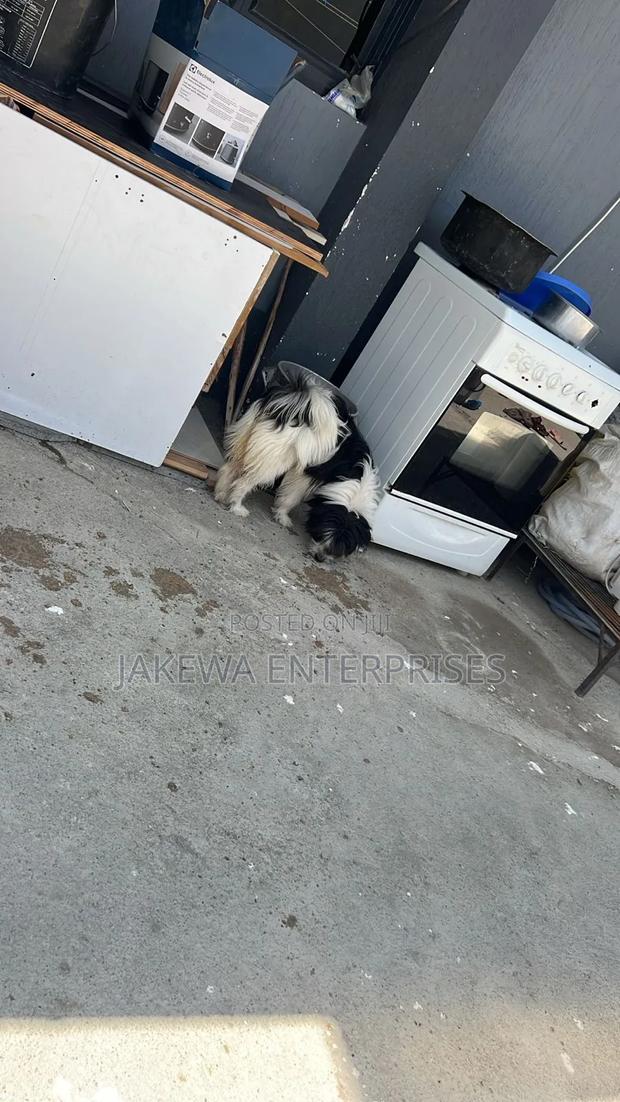 6-12 months Male Purebred Japanese Spitz - thumbnail 8