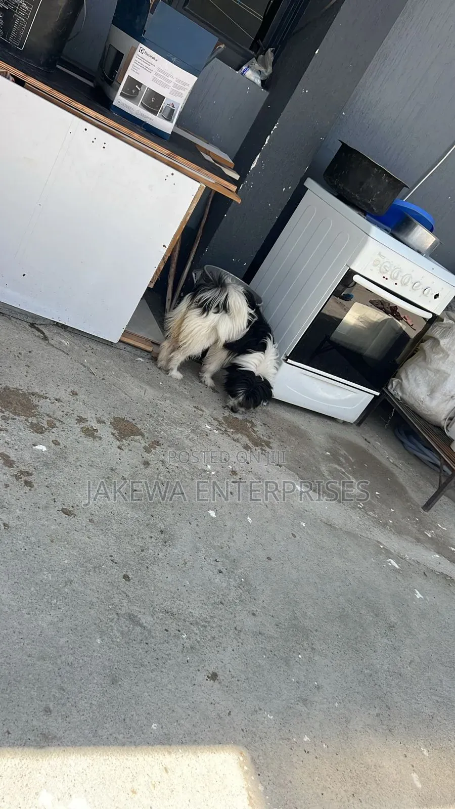 6-12 months Male Purebred Japanese Spitz